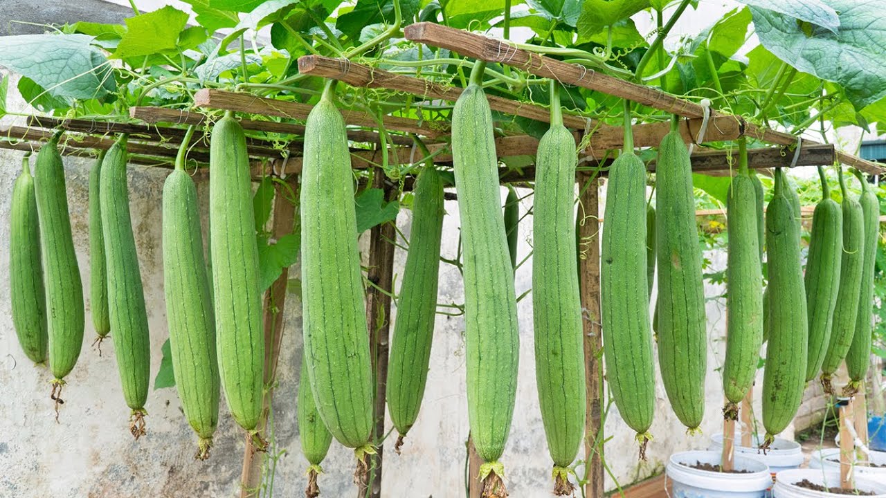 Gourds